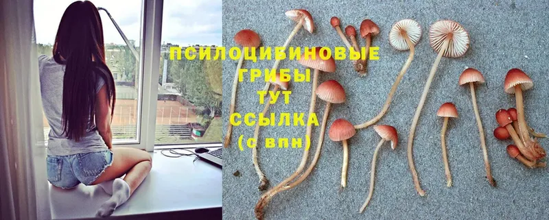 Псилоцибиновые грибы Magic Shrooms  Краснознаменск 